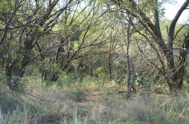 a view of a pathway both side of grassy field with trees