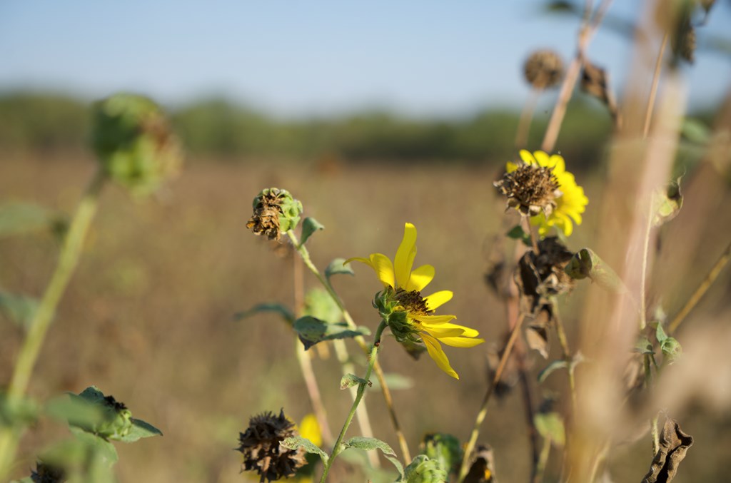 2035 County Road Rochelle, TX 76872 - Photo 40 of 68 a bathroom view