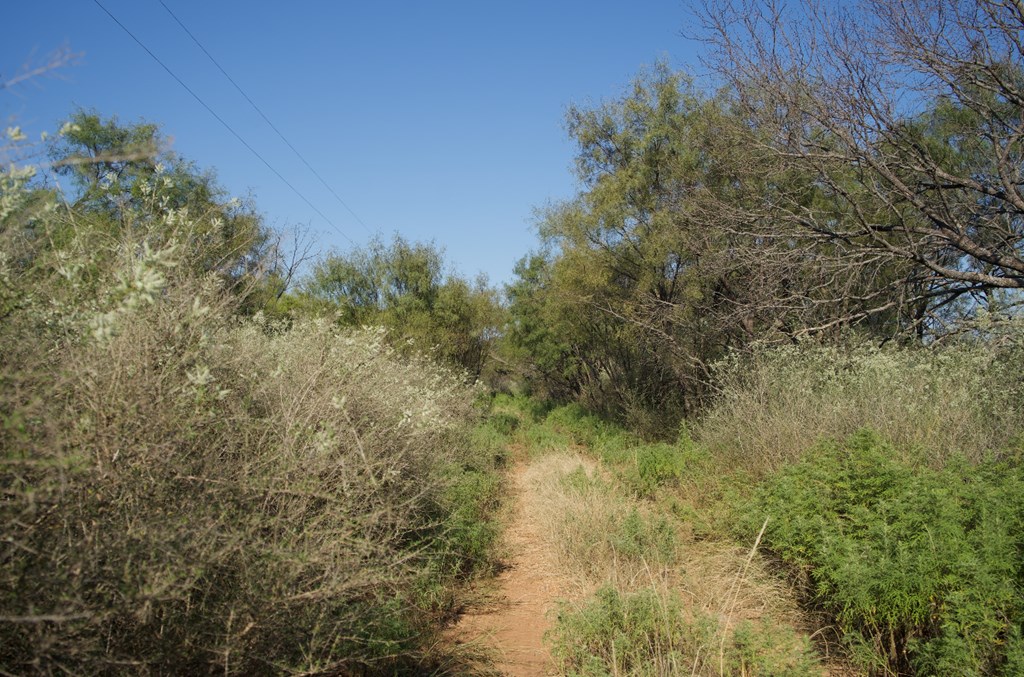 2035 County Road Rochelle, TX 76872 - Photo 44 of 68 a view of a forest with a house in a forest
