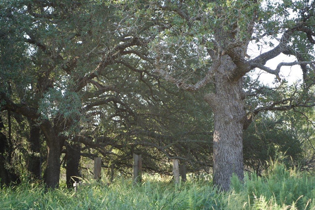 2035 County Road Rochelle, TX 76872 - Photo 47 of 68 a picture of tree