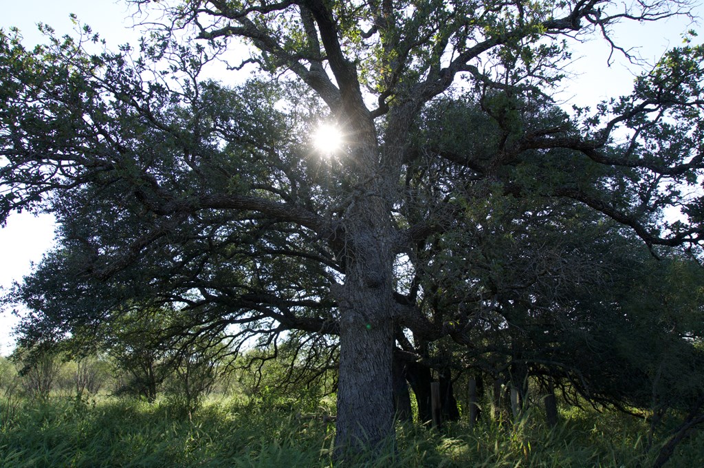 2035 County Road Rochelle, TX 76872 - Photo 48 of 68 a view of tree