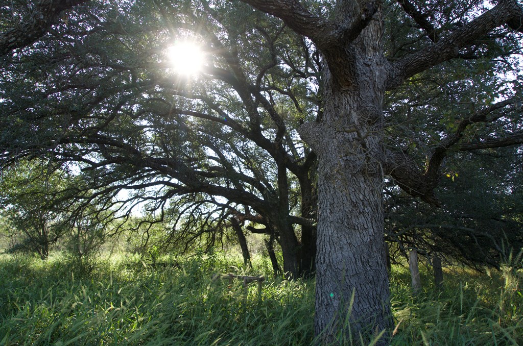 2035 County Road Rochelle, TX 76872 - Photo 49 of 68