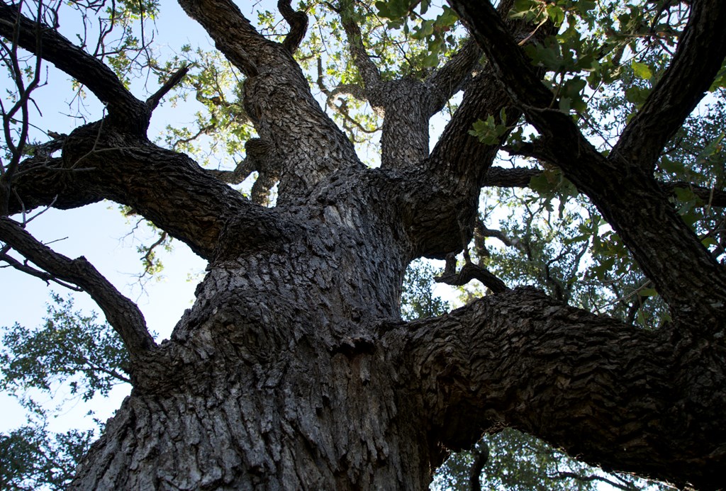 2035 County Road Rochelle, TX 76872 - Photo 51 of 68 a picture of tree