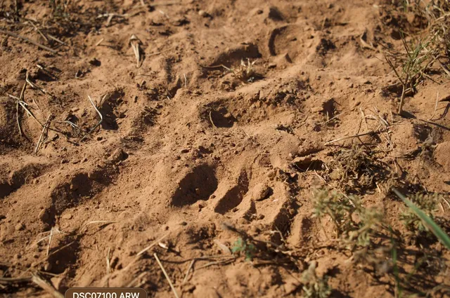 $866,875 | 2035 County Road, Rochelle, TX 76872