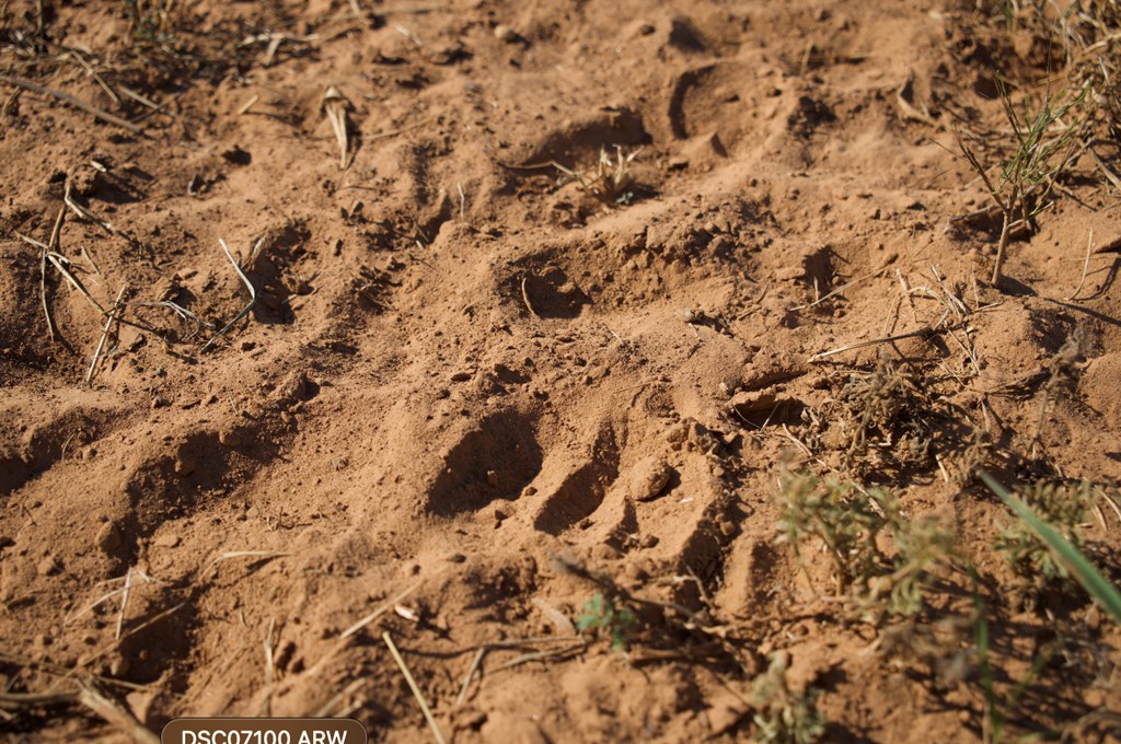 2035 County Road Rochelle, TX 76872 - Photo 53 of 68 a view of a field