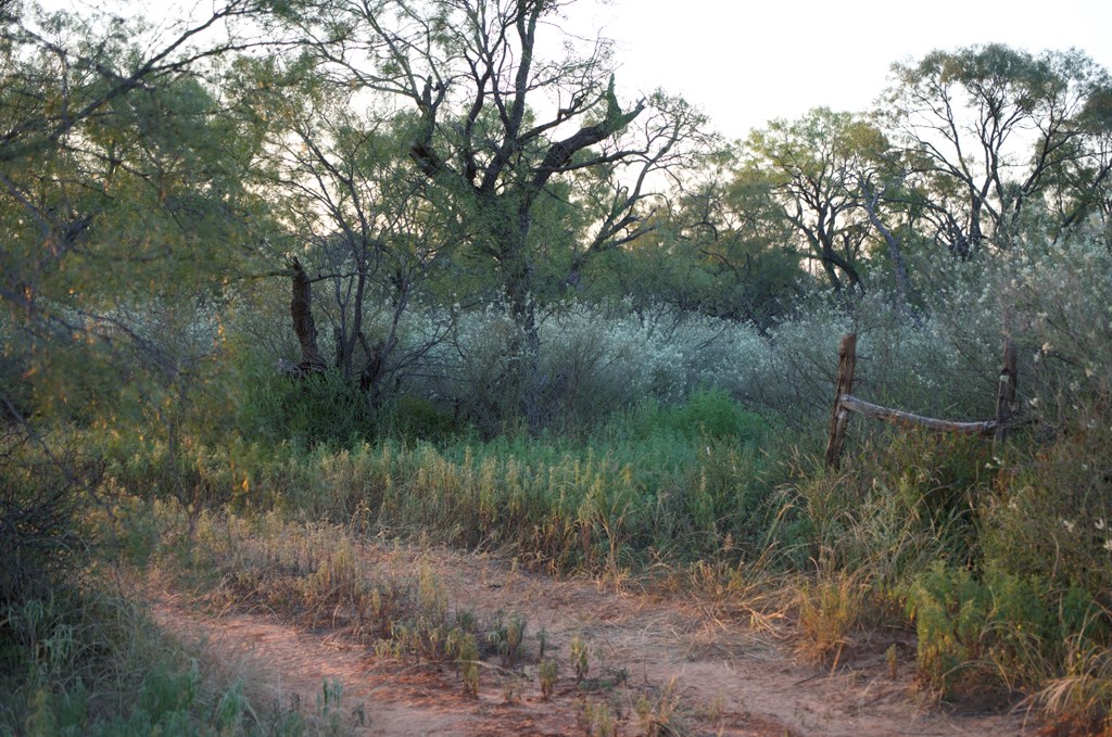 2035 County Road Rochelle, TX 76872 - Photo 6 of 68 a view of a lush green forest with lots of trees