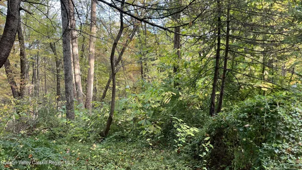 a view of forest