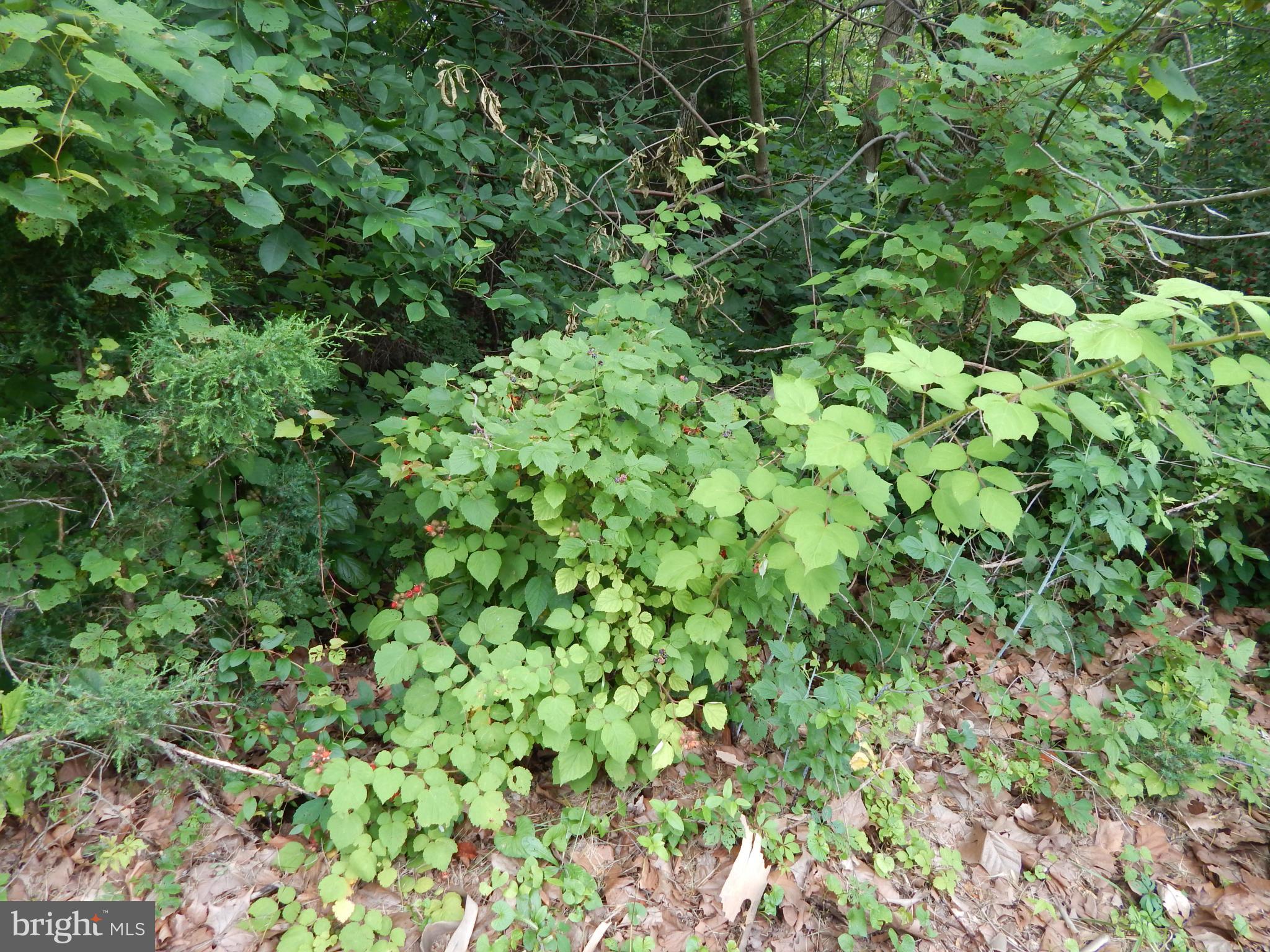 189 Washington Street Inwood, WV 25428 - Photo 27 of 30 a view of a lush green forest with lots of trees