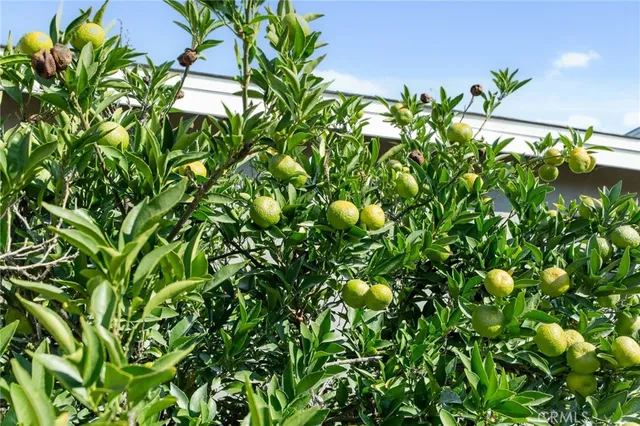 a view of a plant with a plant