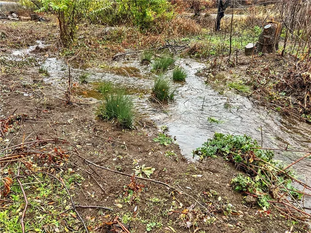 a view of yard with tree
