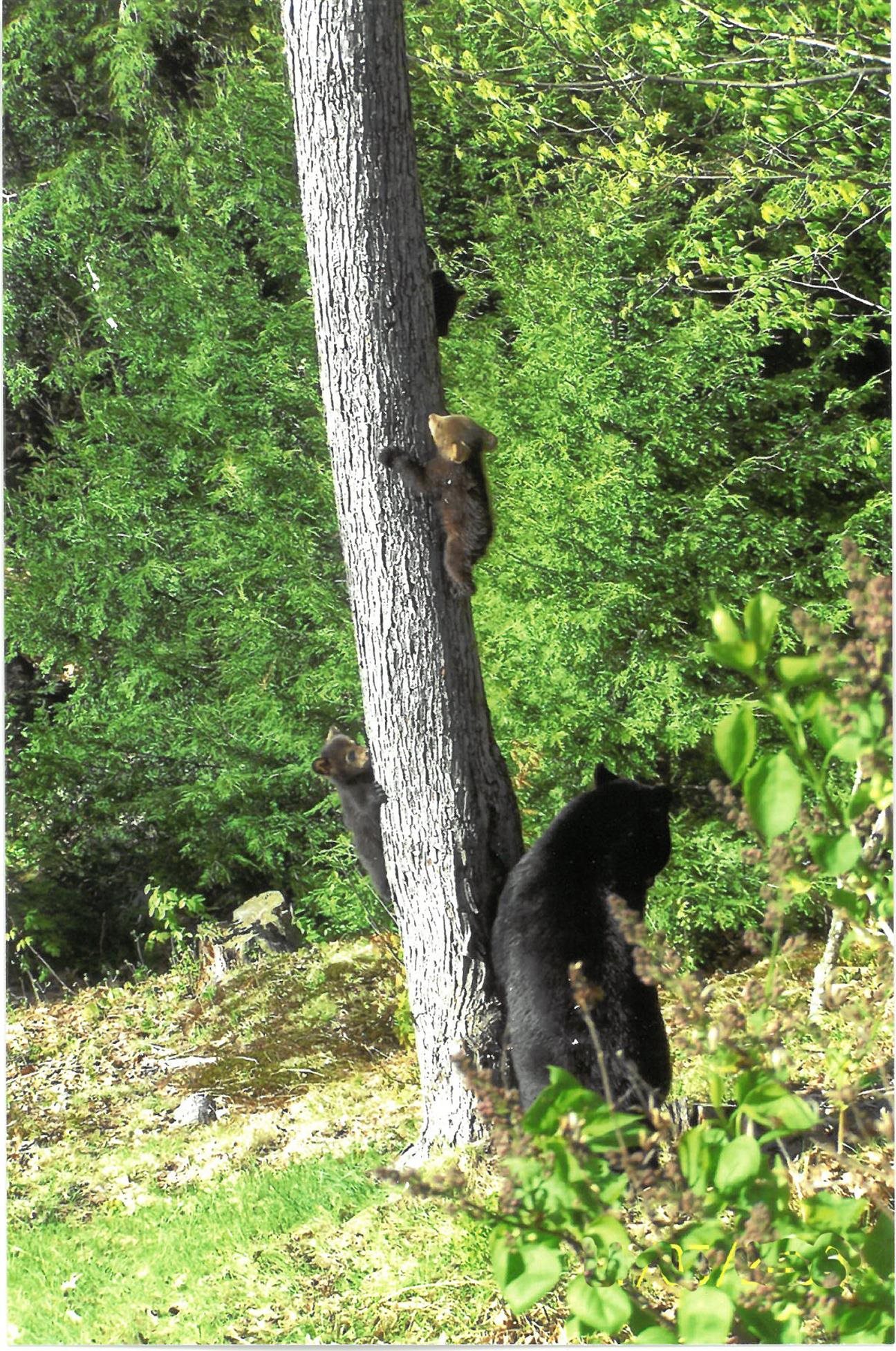 97 Alpine Road Bristol, NH 03222 - Photo 43 of 50