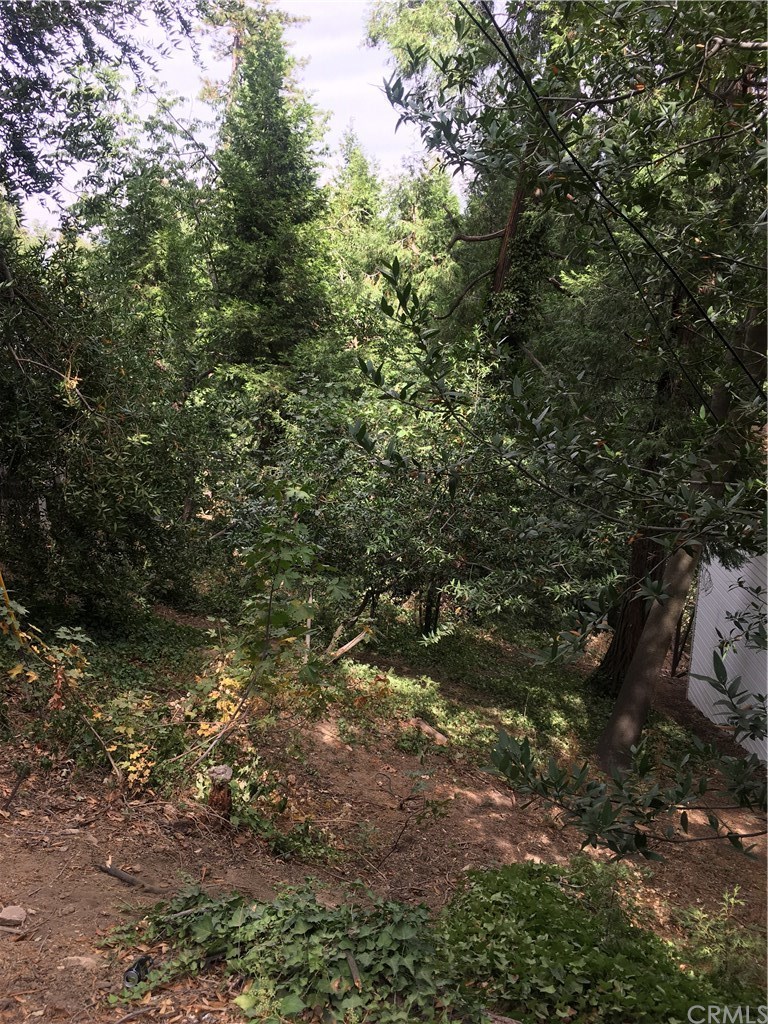 a view of a trees in a yard