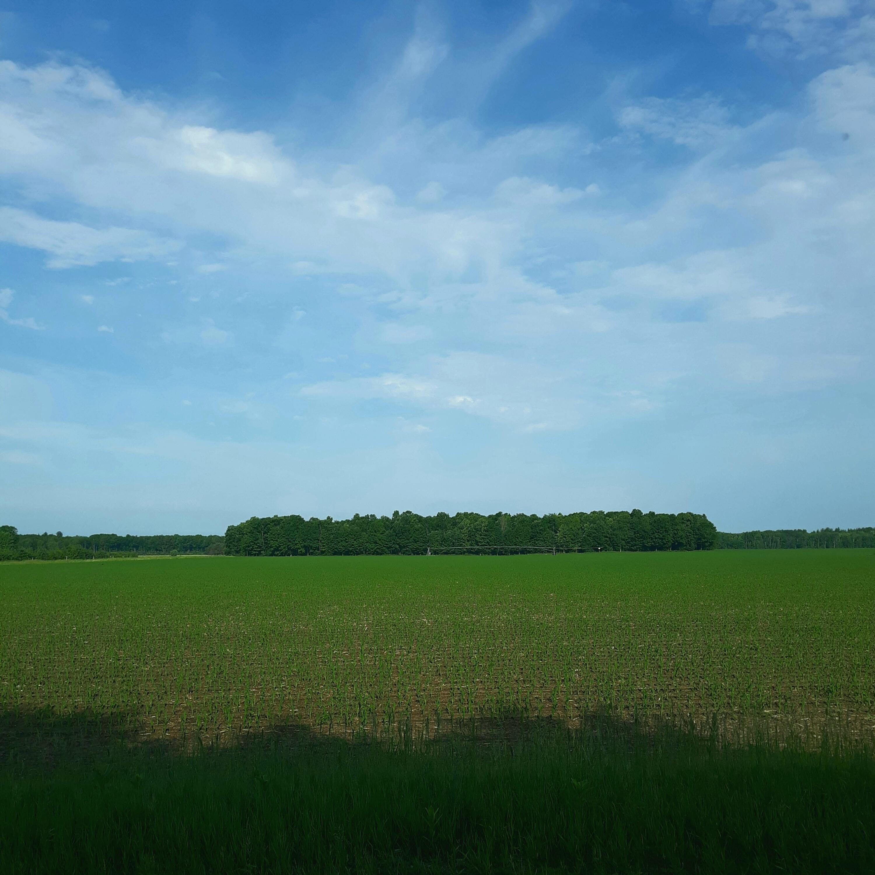 12555 Yates Road Copemish, MI 49625 - Photo 40 of 43 View Across the Road