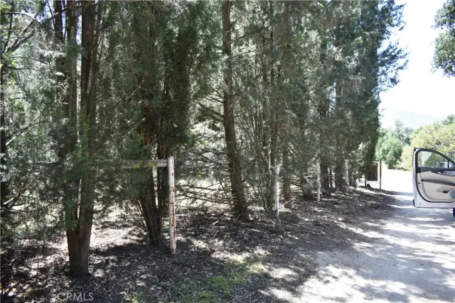 a view of a forest with trees