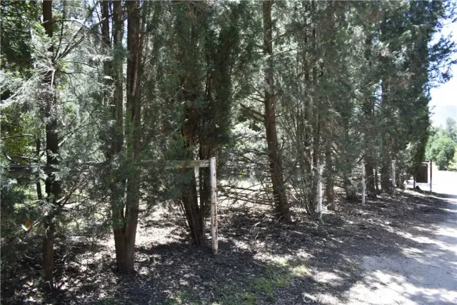 a close up of a tree in a forest