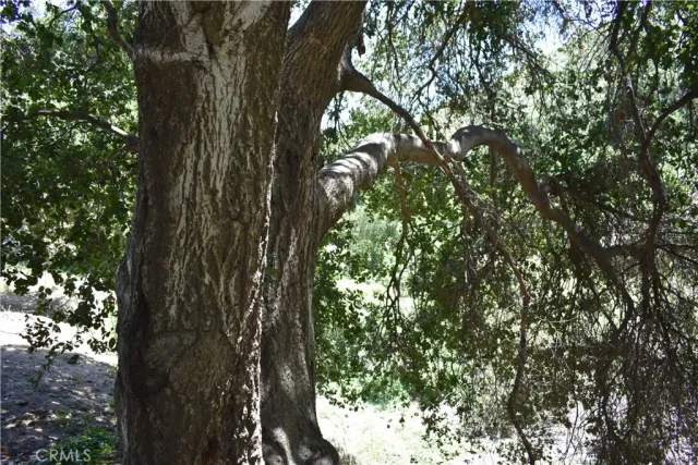 a close up of a tree
