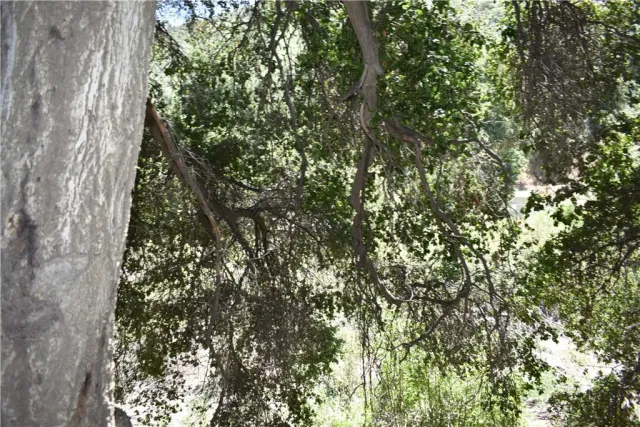 a close up of a tree