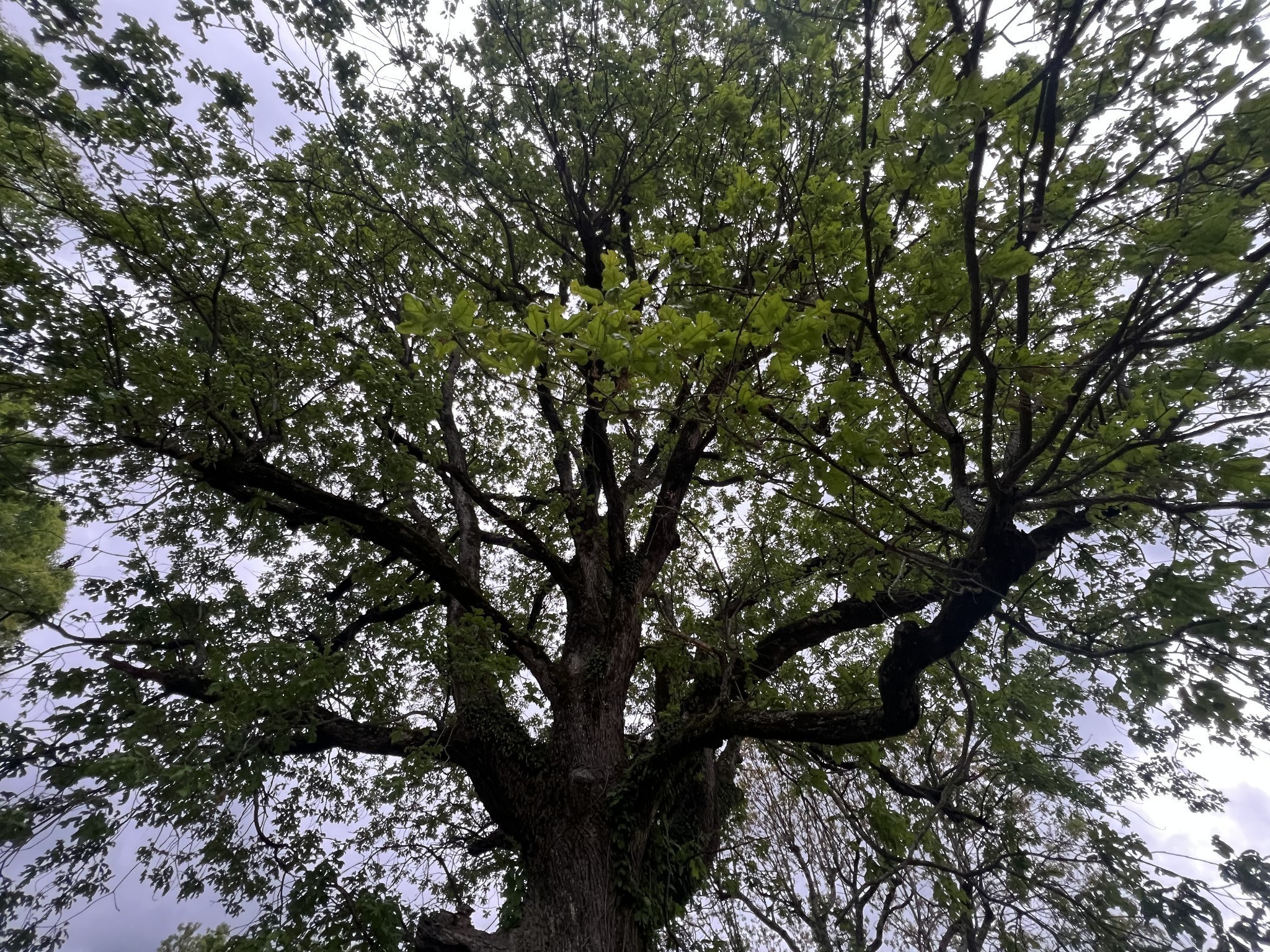 297 Appleton Road Five Points, TN 38457 - Photo 18 of 44 a picture of tree