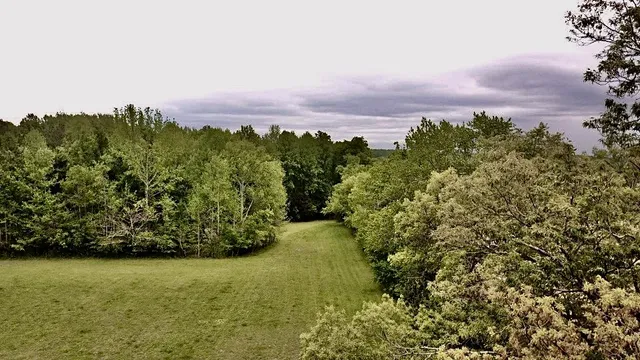 a view of garden with trees