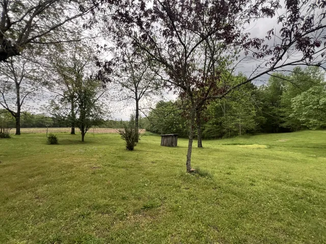 a view of a tree in a yard