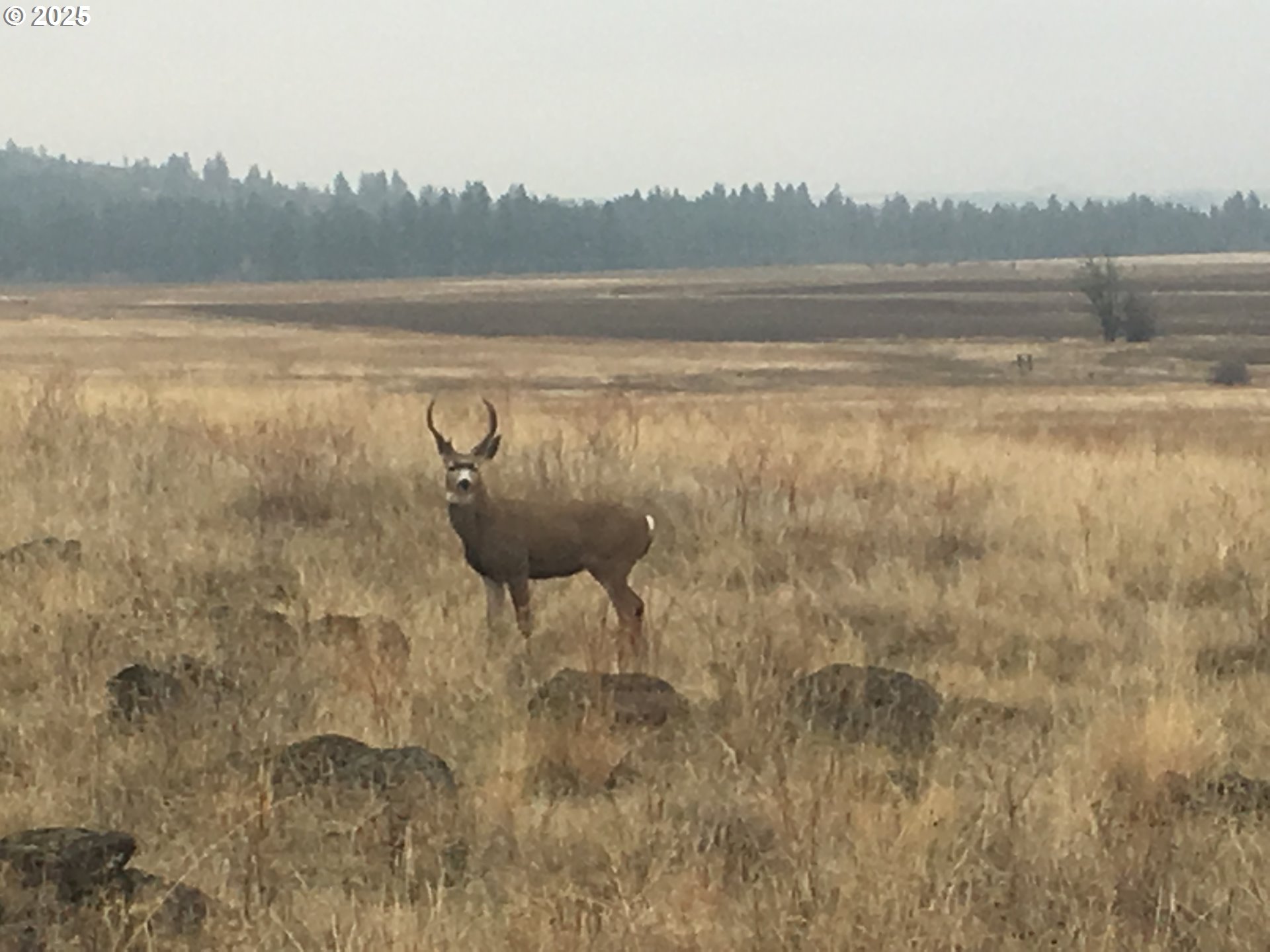 Fairgrounds Road Goldendale, WA 98620 - Photo 10 of 48 Gallery Image 10