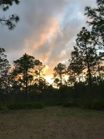 a view of a tree