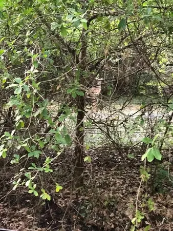 a view of a forest with a tree