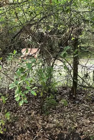 a view of a forest with trees