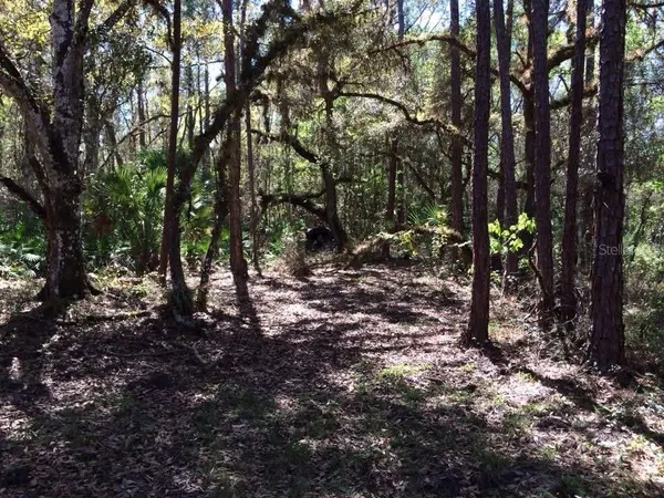 a view of a tree in a yard