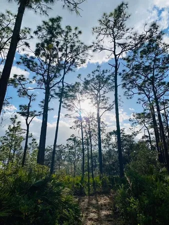a view of a forest with trees