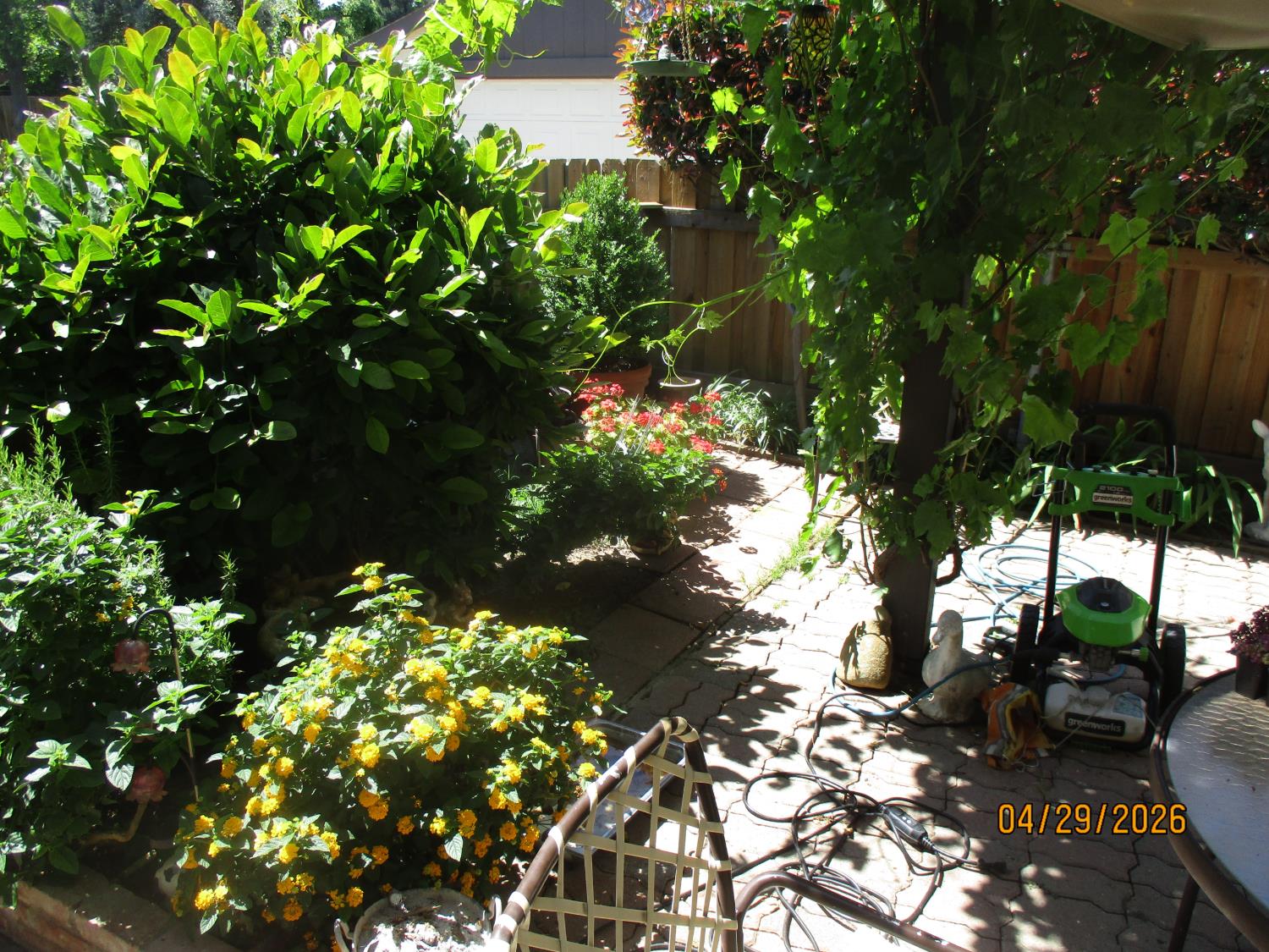 11024 Autumnwind Lane Rancho Cordova, CA 95670 - Photo 14 of 36 a picture of tree