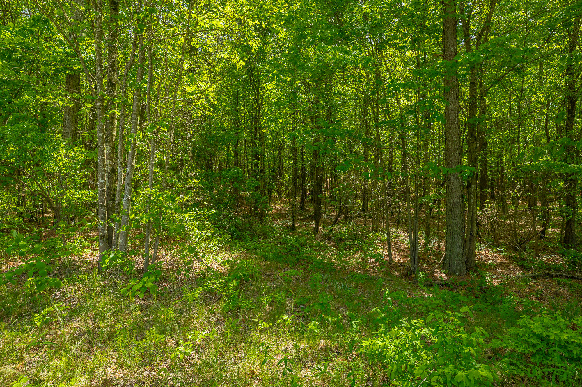 0 Birds Eye Way, Unit LOT 1111 Guild, TN 37340 - Photo 15 of 86 0 Birds Eye View - Lot 1111 HD-84