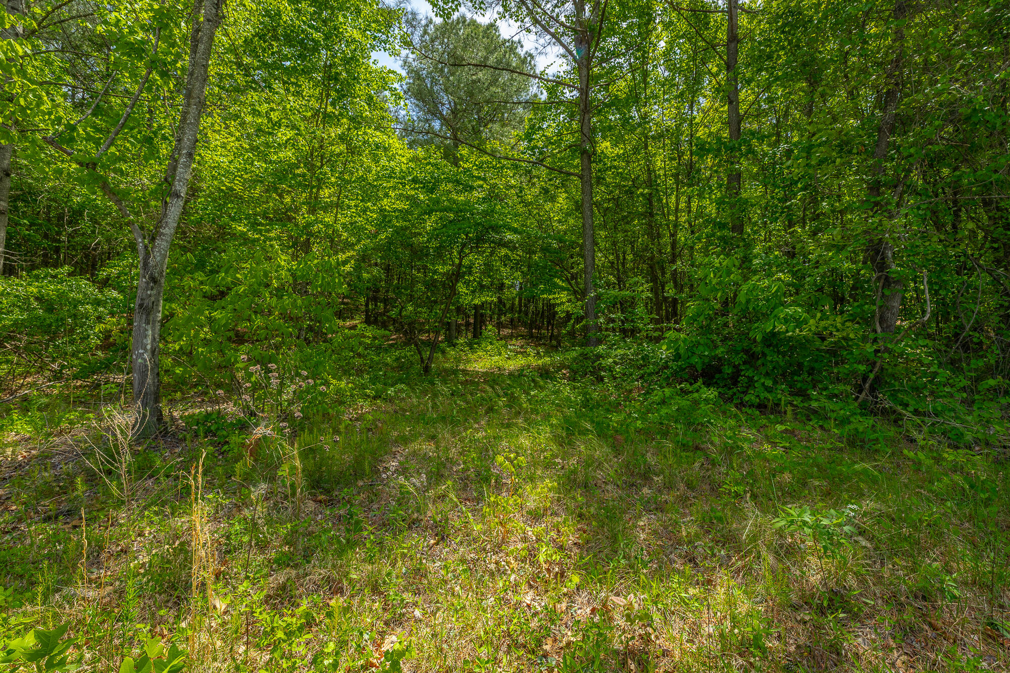 0 Birds Eye Way, Unit LOT 1111 Guild, TN 37340 - Photo 16 of 86 0 Birds Eye View - Lot 1111 HD-85