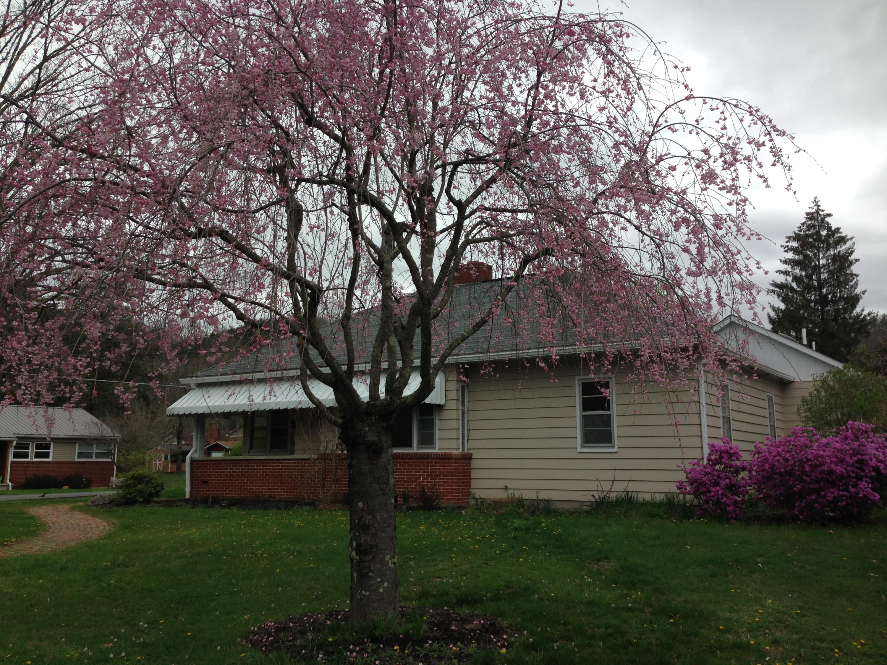 434 Rowan Road White Sulphur Springs, WV 24986 - Photo 41 of 44 Gallery Image 41
