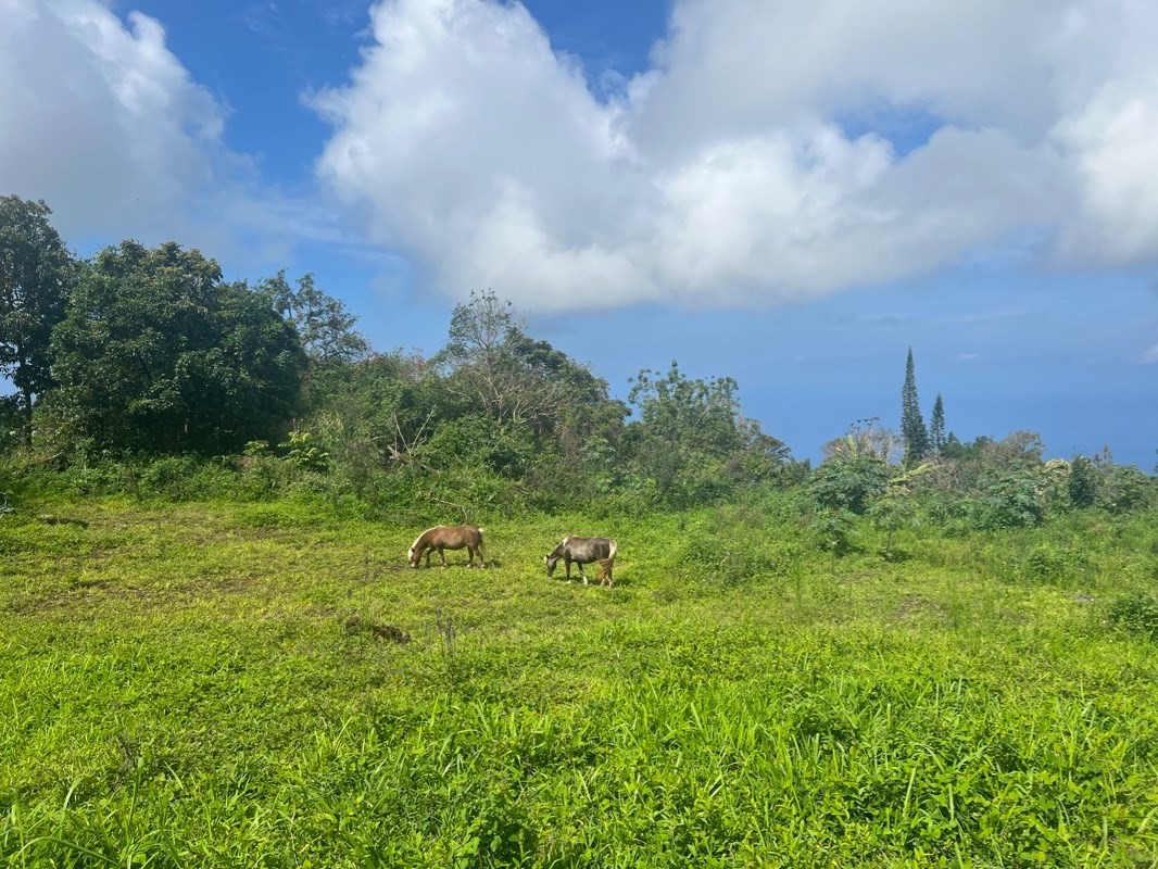 81-1084 Lot F-32 Captain Cook Road Captain Cook, HI 96704 - Photo 2 of 15 a view of a green field with lots of bushes