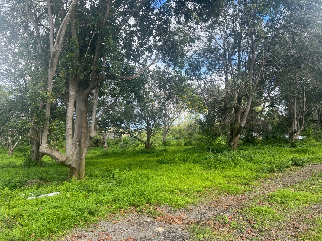81-1084 Lot F-32 Captain Cook Road Captain Cook, HI 96704 - Photo 9 of 15 a view of a lush green forest