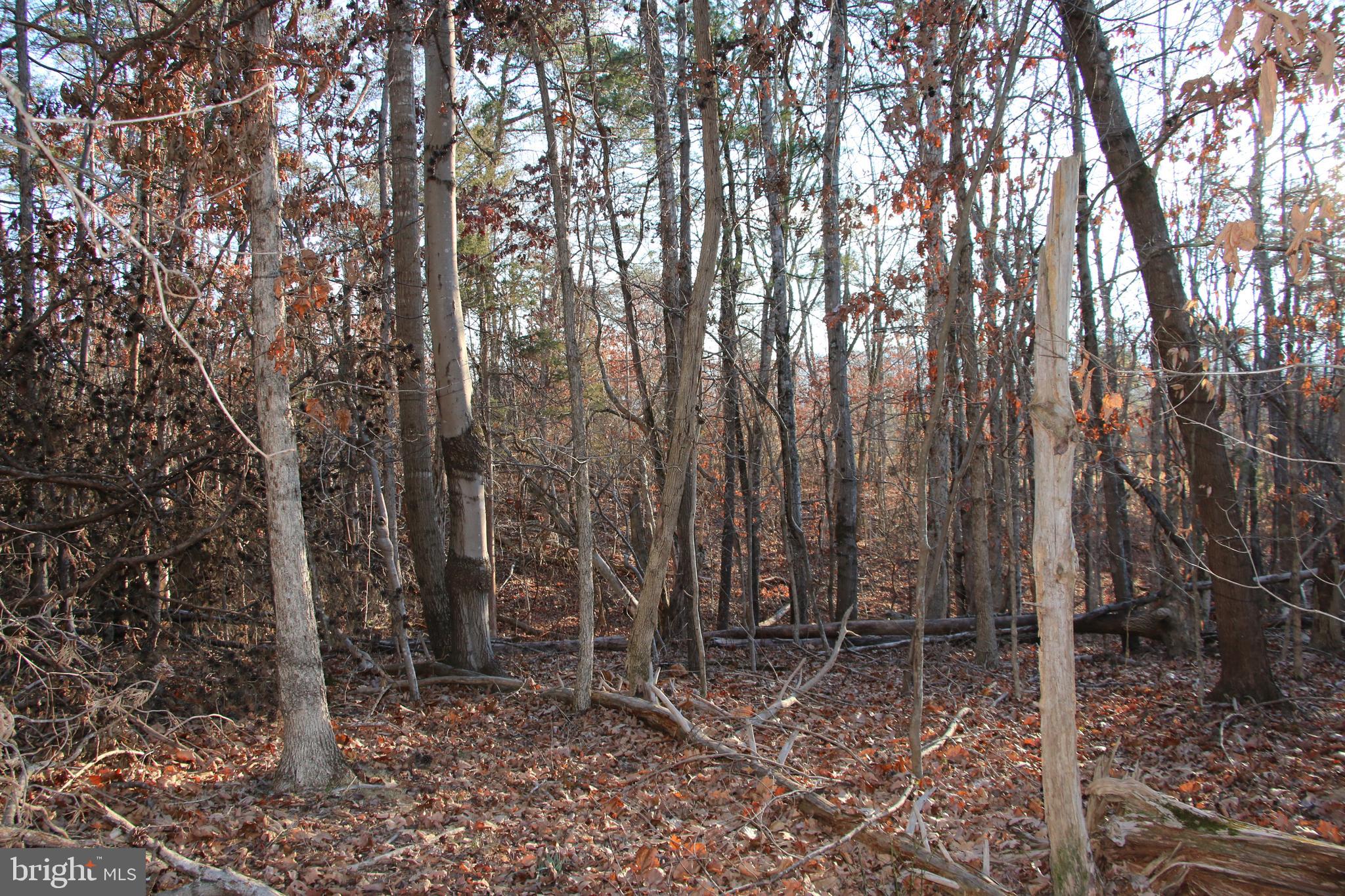 Lookout Drive Shenandoah, VA 22849 - Photo 12 of 18 a view of a forest with trees in the background