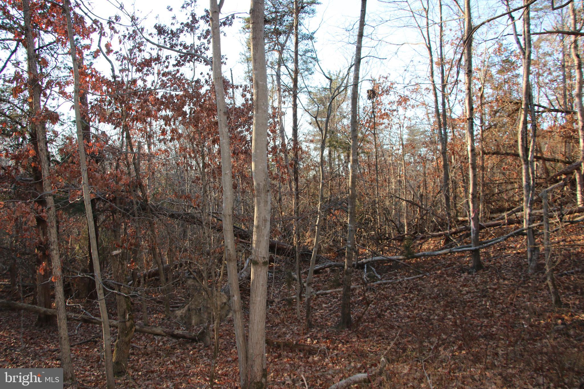 Lookout Drive Shenandoah, VA 22849 - Photo 13 of 18 a view of a forest with a tree