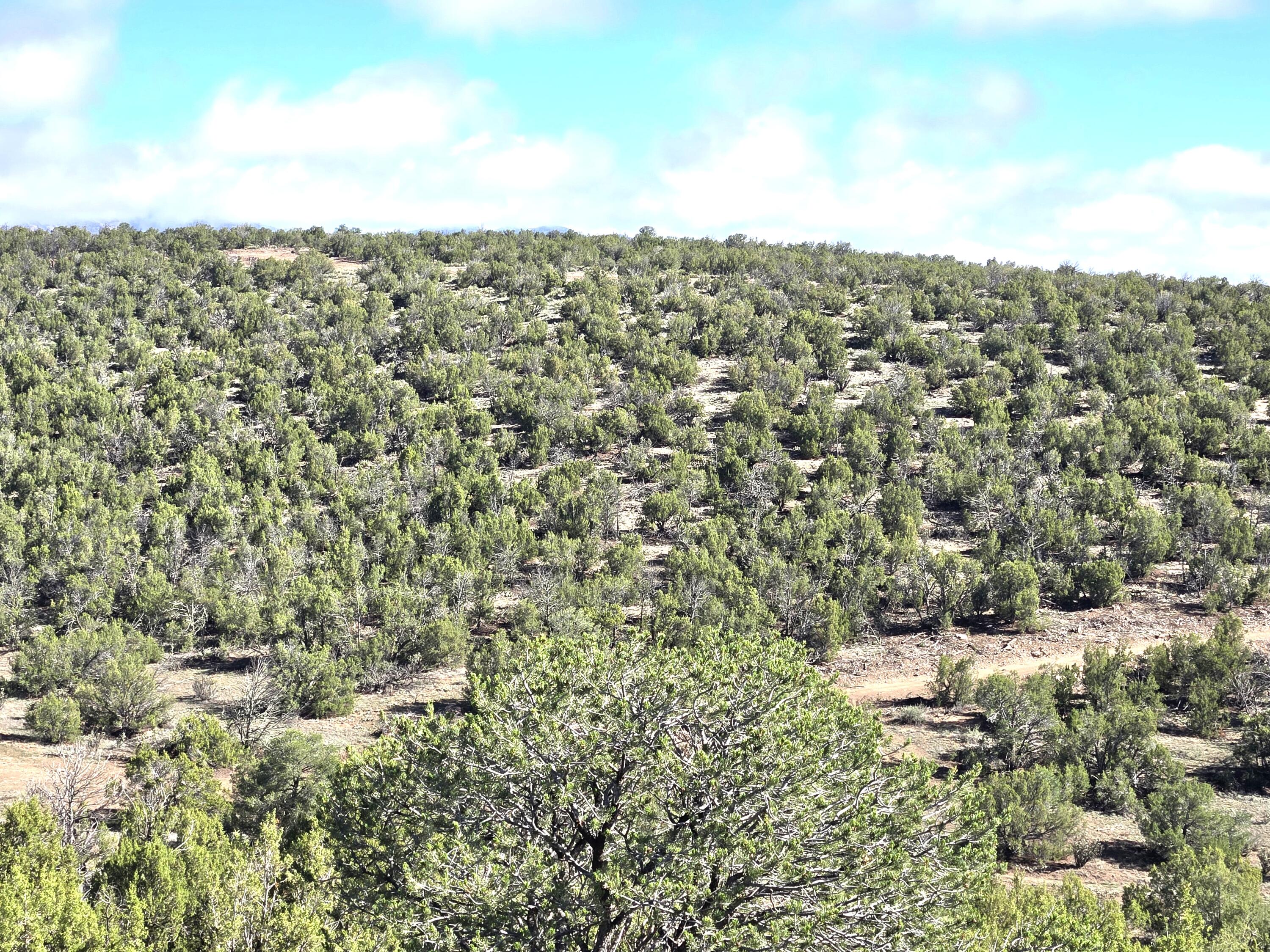 45 Sunny Dale Road Edgewood, NM 87015 - Photo 54 of 56 Gallery Image 54