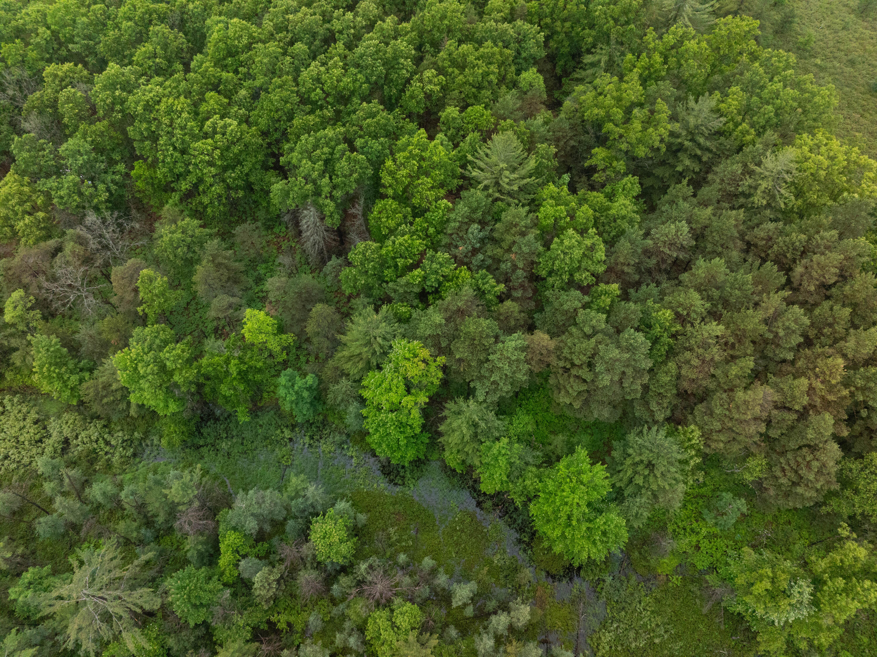 8.09 North A N Centerline Road White Cloud, MI 49349 - Photo 4 of 41 DJI_20260609115432_0314_D