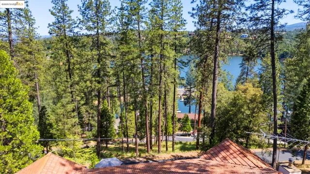 a view of a yard with plants and trees