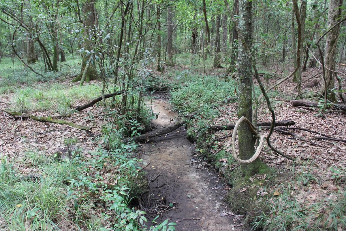 0 4 4 Holes Road Orangeburg, SC 29115 - Photo 23 of 31 IMG_9741