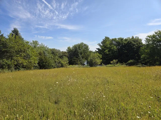a view of a lush green forest