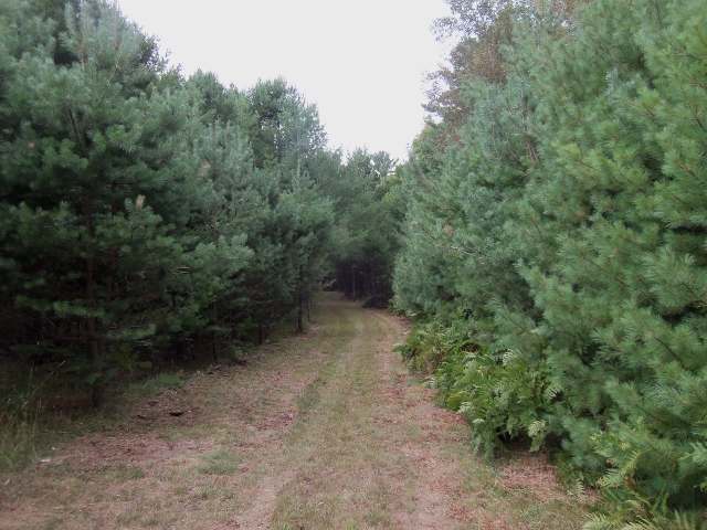 2499 Martha Lake Road Mercer, WI 54547 - Photo 5 of 16 Gallery Image 5