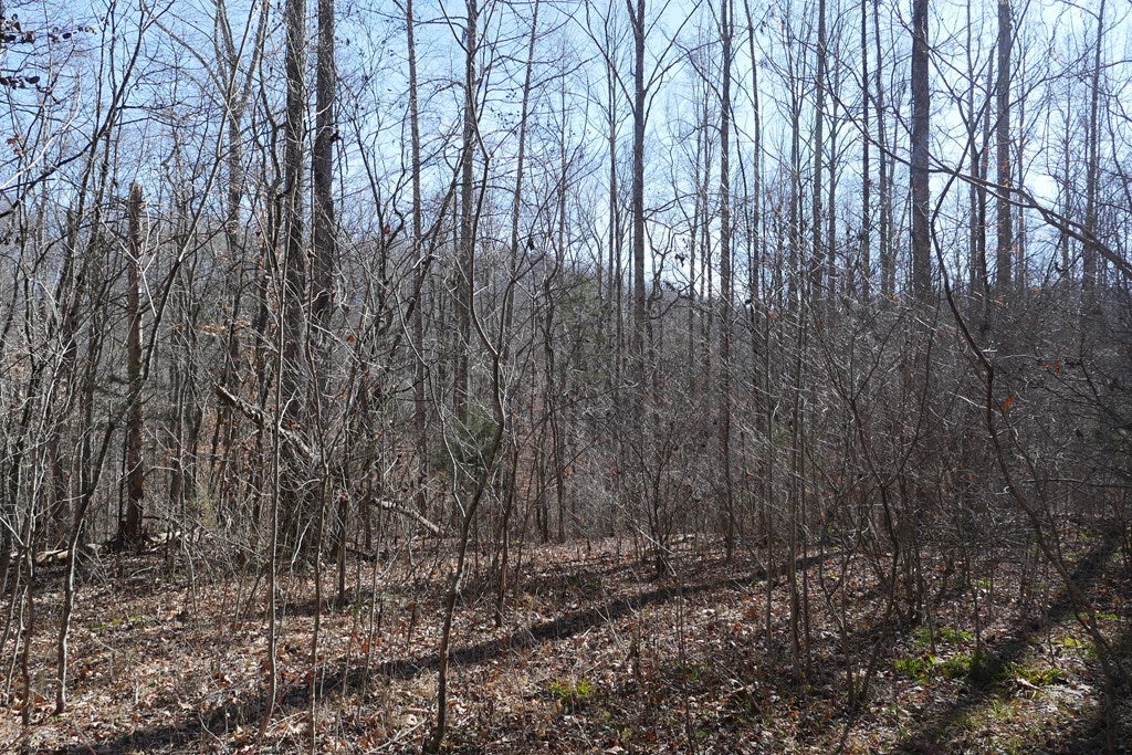 Tbd Tbd Dean Road Rose Hill, VA 24281 - Photo 35 of 97 Gallery Image 35