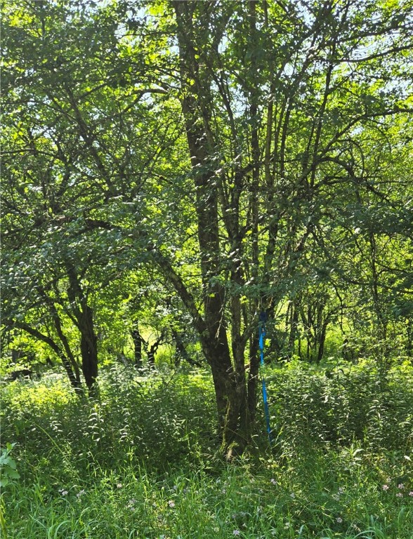 29 County Roue Jefferson, NY 12093 - Photo 15 of 16 APPROXIMATE SE BOUDARY ON ROAD