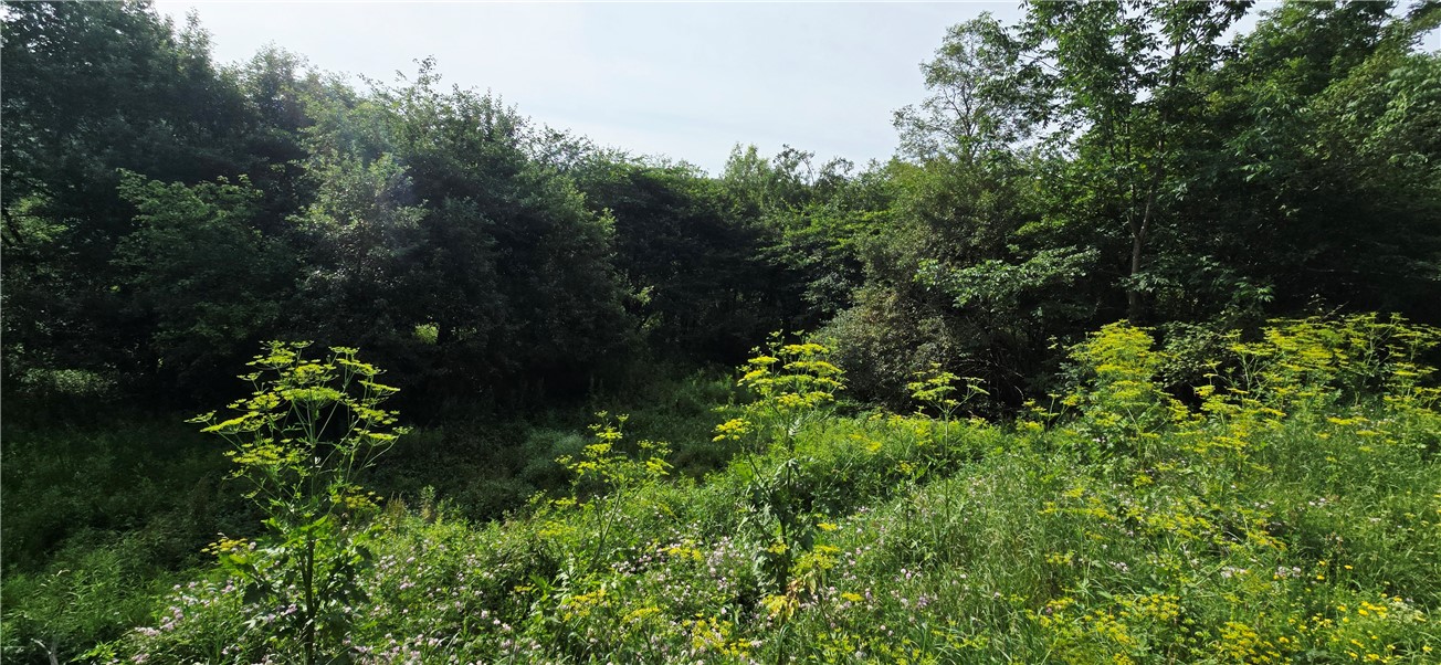 29 County Roue Jefferson, NY 12093 - Photo 9 of 16