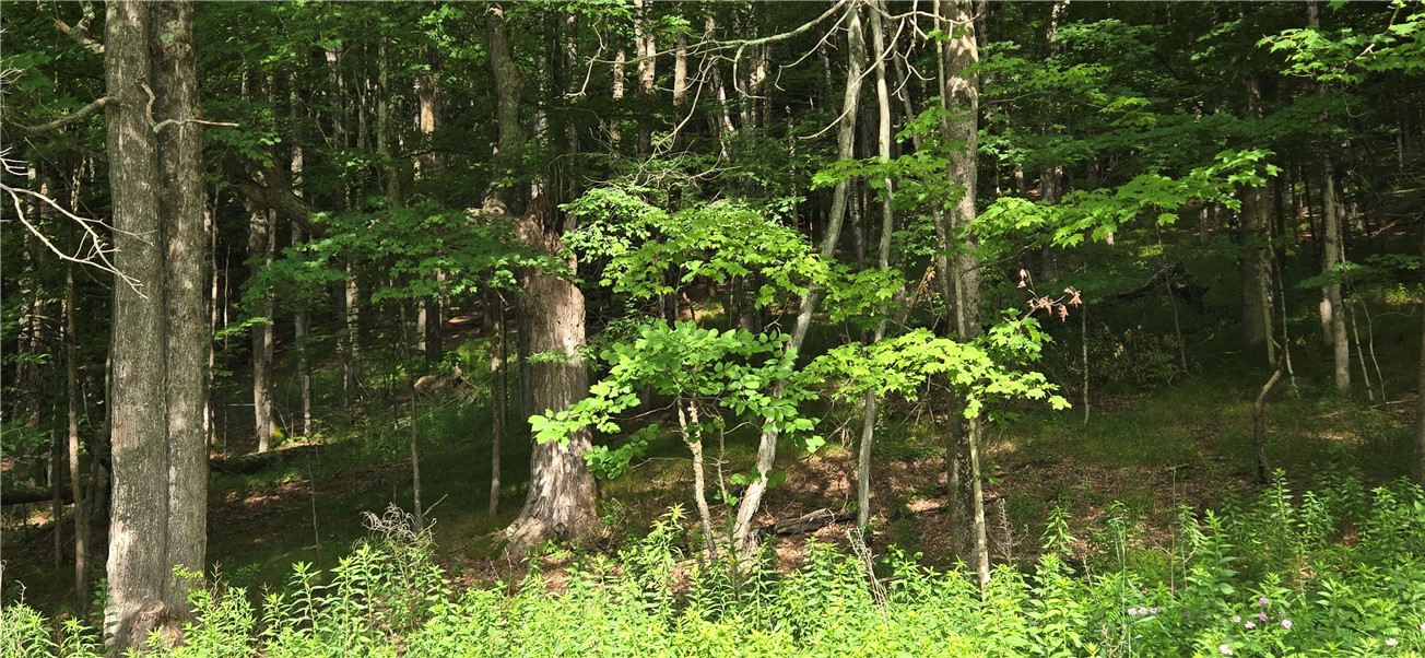 29 County Roue Jefferson, NY 12093 - Photo 10 of 16