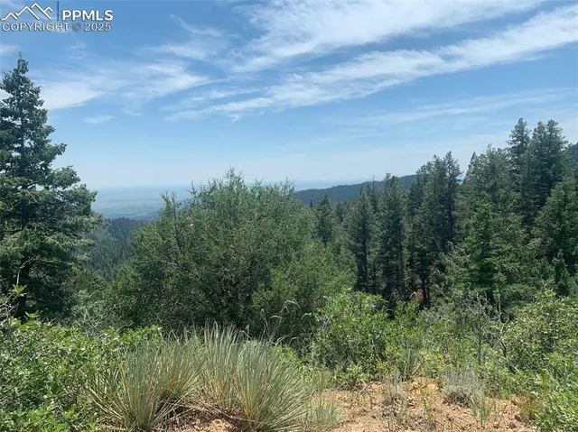 a view of a bunch of trees