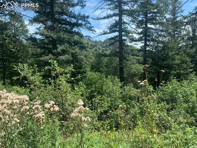 a view of a forest with a tree